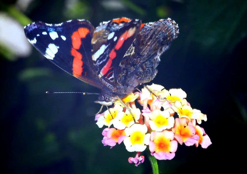 Le meraviglie  La farfalla caleidoscopio